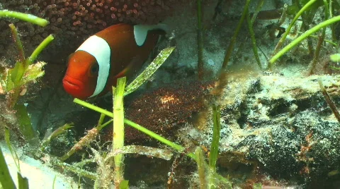 Clownfish guarding its developing eggs Video stock 795984
