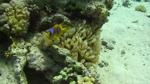 Clownfish hiding in anemone Stock Footage 295348846