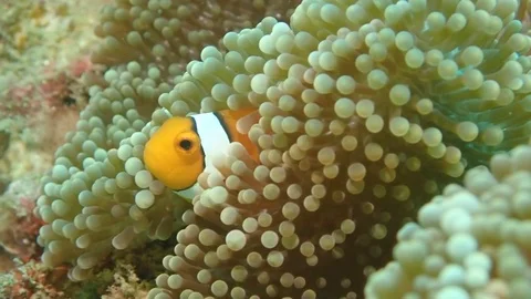 Clownfish hiding slow motion Video stock 112315962