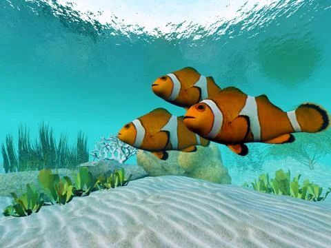 Clownfish Stock Illustration