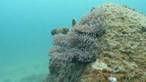 Clownfish inside the anemone Stock Footage 282524438