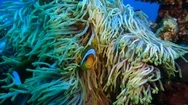 Clownfish Living In Their Sea Anemone Stock Footage