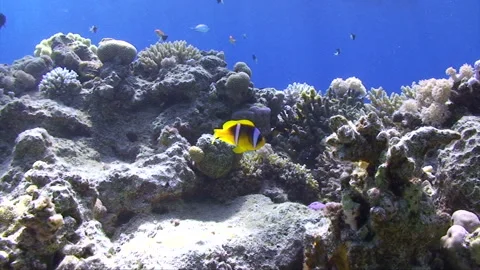 Clownfish looking around reef 1:2 Stock Footage 295034710