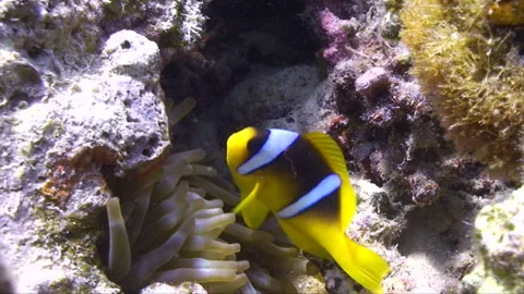 Clownfish looking around reef 2:2 Stock Footage 295034685