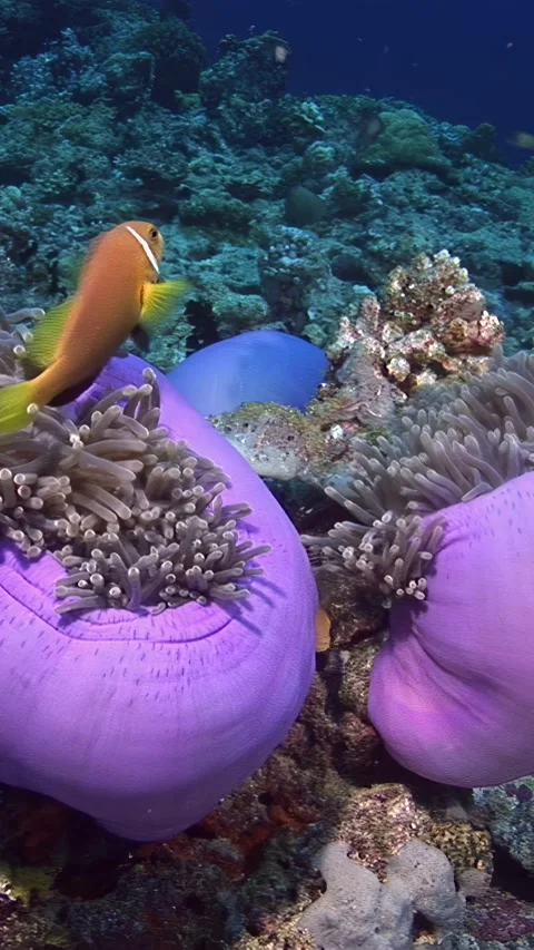 Clownfish in the maldives Stock Footage 312491596