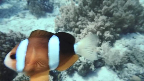 Clownfish (Nemo) underwater 動画素材 77703754
