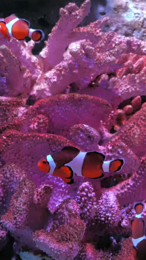 Clownfish or Anemonefish Close-up 스톡 동영상 280960019