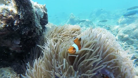 Clownfish or Nemo 스톡 동영상 90231570