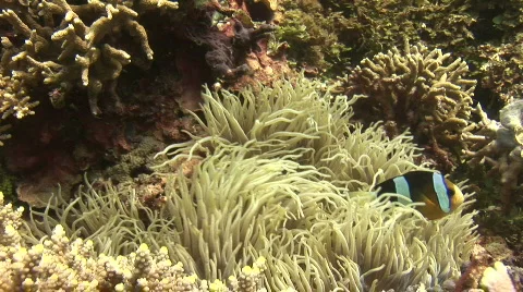 A Clownfish pair in a anemone  Stock Footage 570300