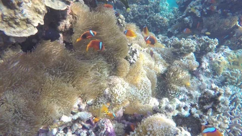 Clownfish Philippines 58s Stock Footage