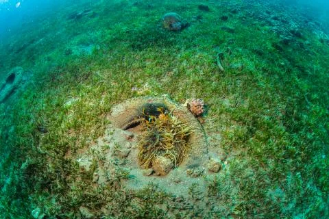Clownfish Stock Photos
