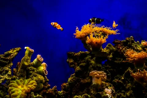 Clownfish Stock Photos