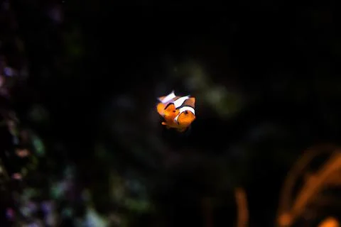 Clownfish 스톡 사진