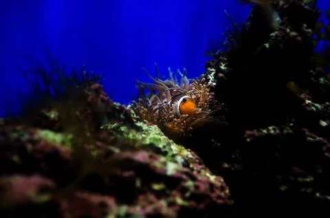 Clownfish Stock Photos
