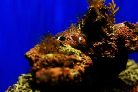 Clownfish Foto stock