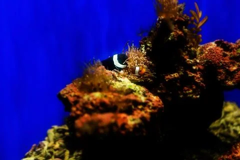 Clownfish Stock Photos