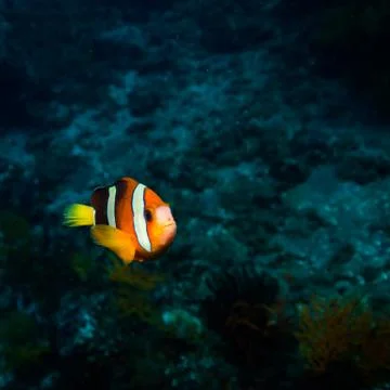 Clownfish Stock Photos