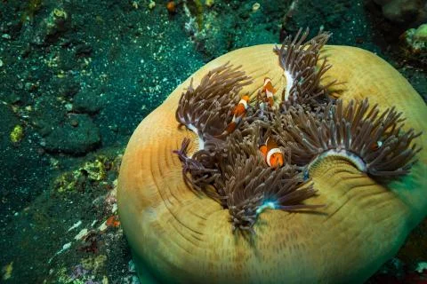 Clownfish Stock Photos