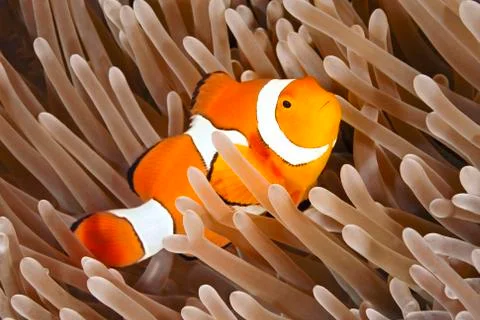 Clownfish 写真素材