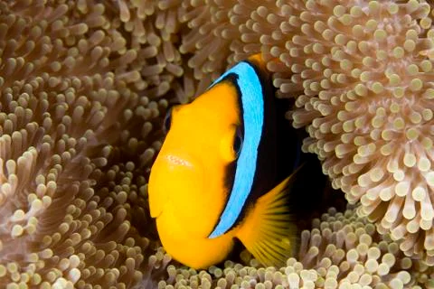 Clownfish Stock Photos
