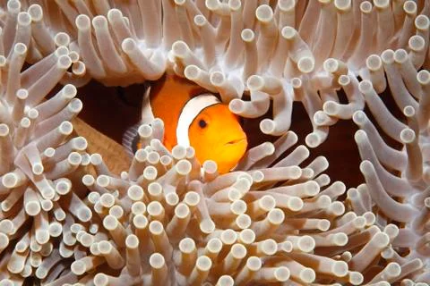 Clownfish 写真素材