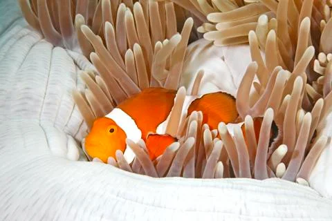 Clownfish Foto stock