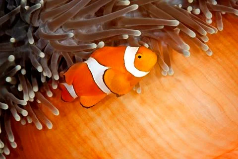 Clownfish Foto stock