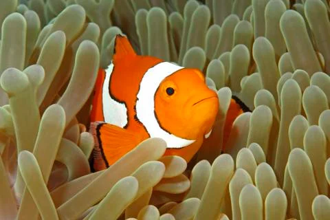 Clownfish Stock Photos