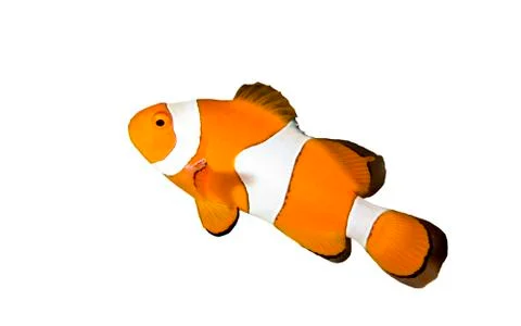 Clownfish Foto stock