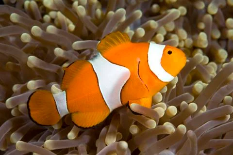 Clownfish Stock Photos