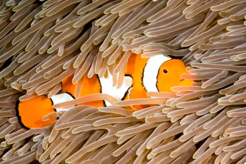 Clownfish Stock Photos