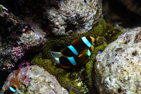 Clownfish Foto stock