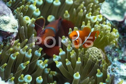 Clownfish Stock Photos