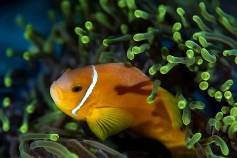 Clownfish Stock Photos