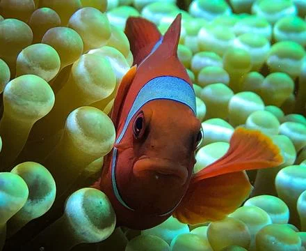 Clownfish Stock Photos