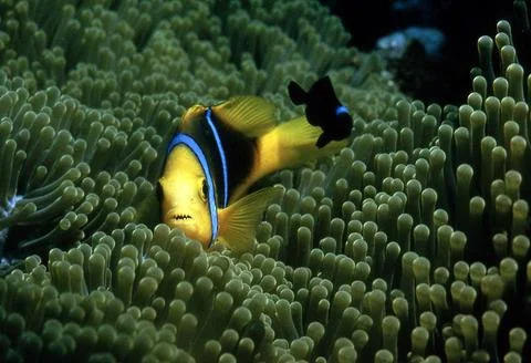 Clownfish Stock Photos