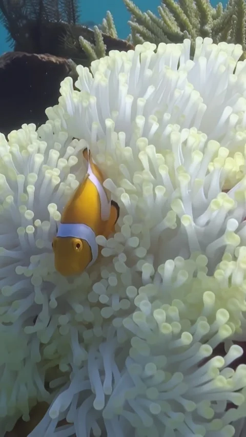 Clownfish Play Hide and Seek in a Bleached Anemone Near the Reef Stock Footage 337480452