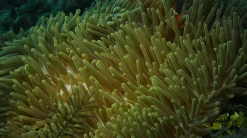 Clownfish is playing in anemone (Close up) Stock Footage 139702755