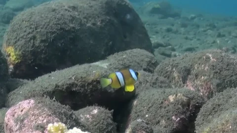 Clownfish Plays Hide and Seek Near Rocks off the Coast of Bali Stock Footage 344477570