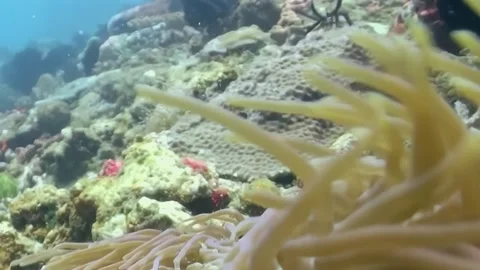 Clownfish Plays Hide and Seek in the Brilliant Sea Anemone Stock Footage 344483540