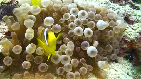 Clownfish protecting bubble anemone Stock Footage 295034720