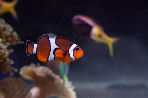 Clownfish in a reef Stock Photos