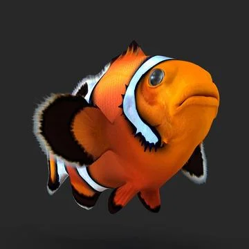 3D Model: Clownfish Rigged for Cinema 4D #90997937 | Pond5