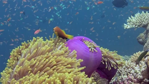 Clownfish sanctuary Stock-Footage 314065951