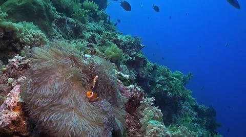 Clownfish on a sloping reef Stock Footage 42012386