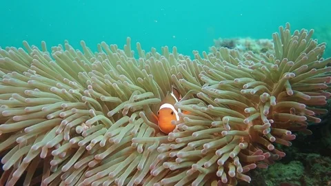 Clownfish in slow motion Video stock 112037323