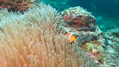 Clownfish in slow motion Stock Footage 112535593