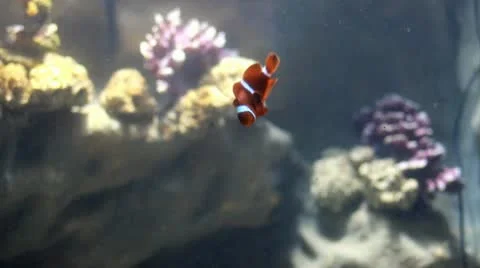 Clownfish swimming Stock Footage 10744797