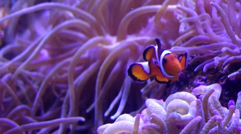 Clownfish Swimming Stockbeeldmateriaal 48672781