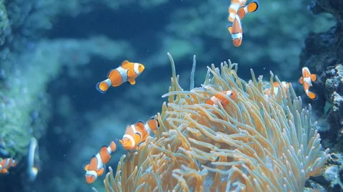 Clownfish swimming 스톡 동영상 96417963